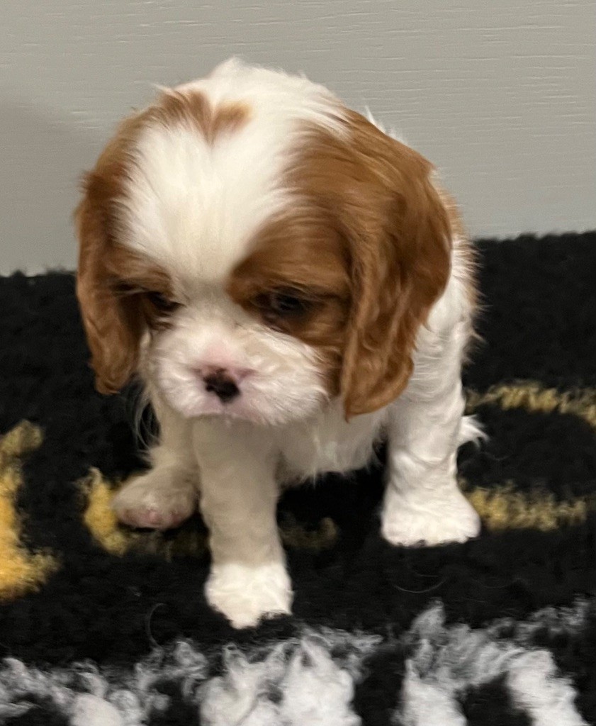 Des p'tits Bizoulous - Chiot disponible  - Cavalier King Charles Spaniel