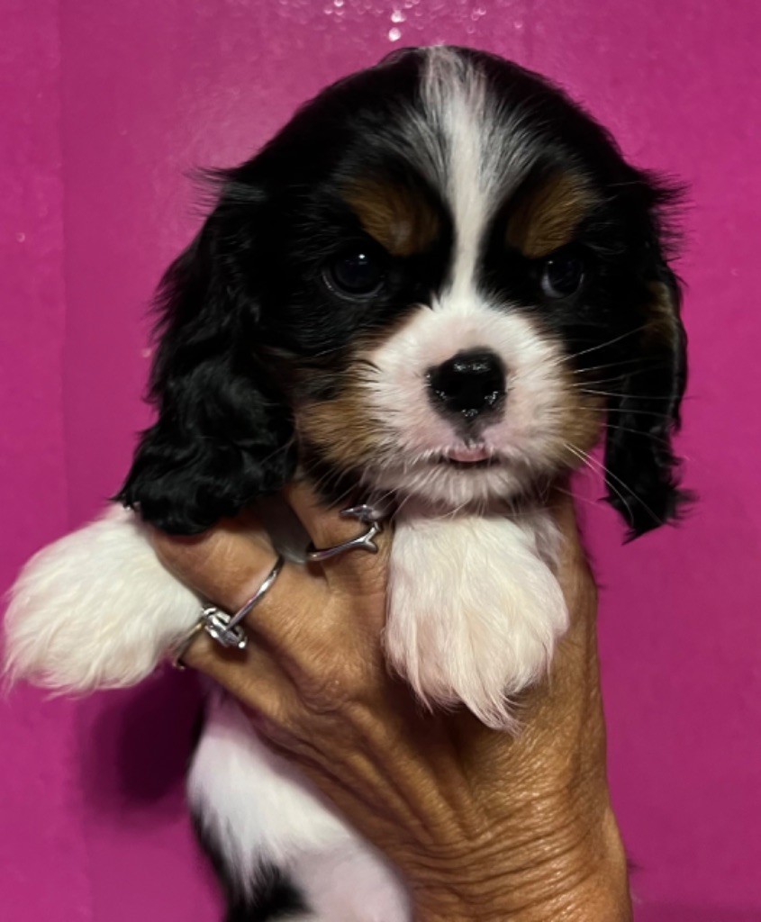 Des p'tits Bizoulous - Chiot disponible  - Cavalier King Charles Spaniel