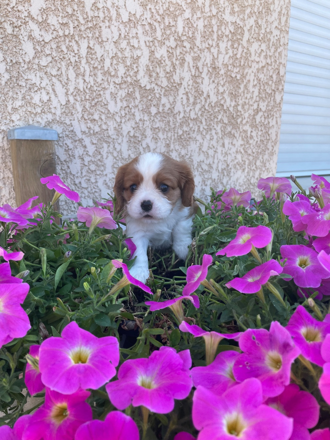 Chiots