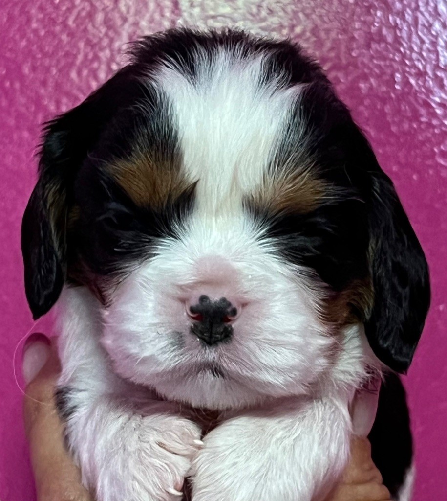 Des p'tits Bizoulous - Chiots disponibles - Cavalier King Charles Spaniel
