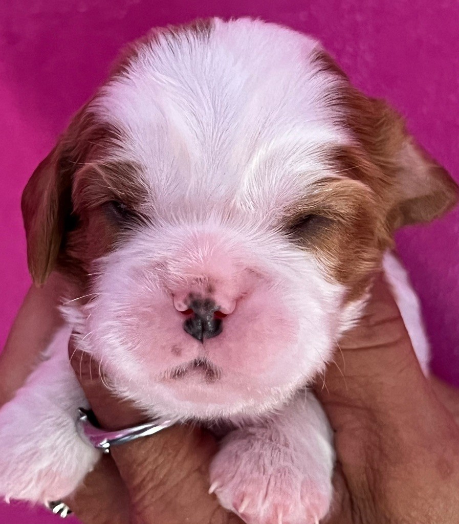 Des p'tits Bizoulous - Chiots disponibles - Cavalier King Charles Spaniel