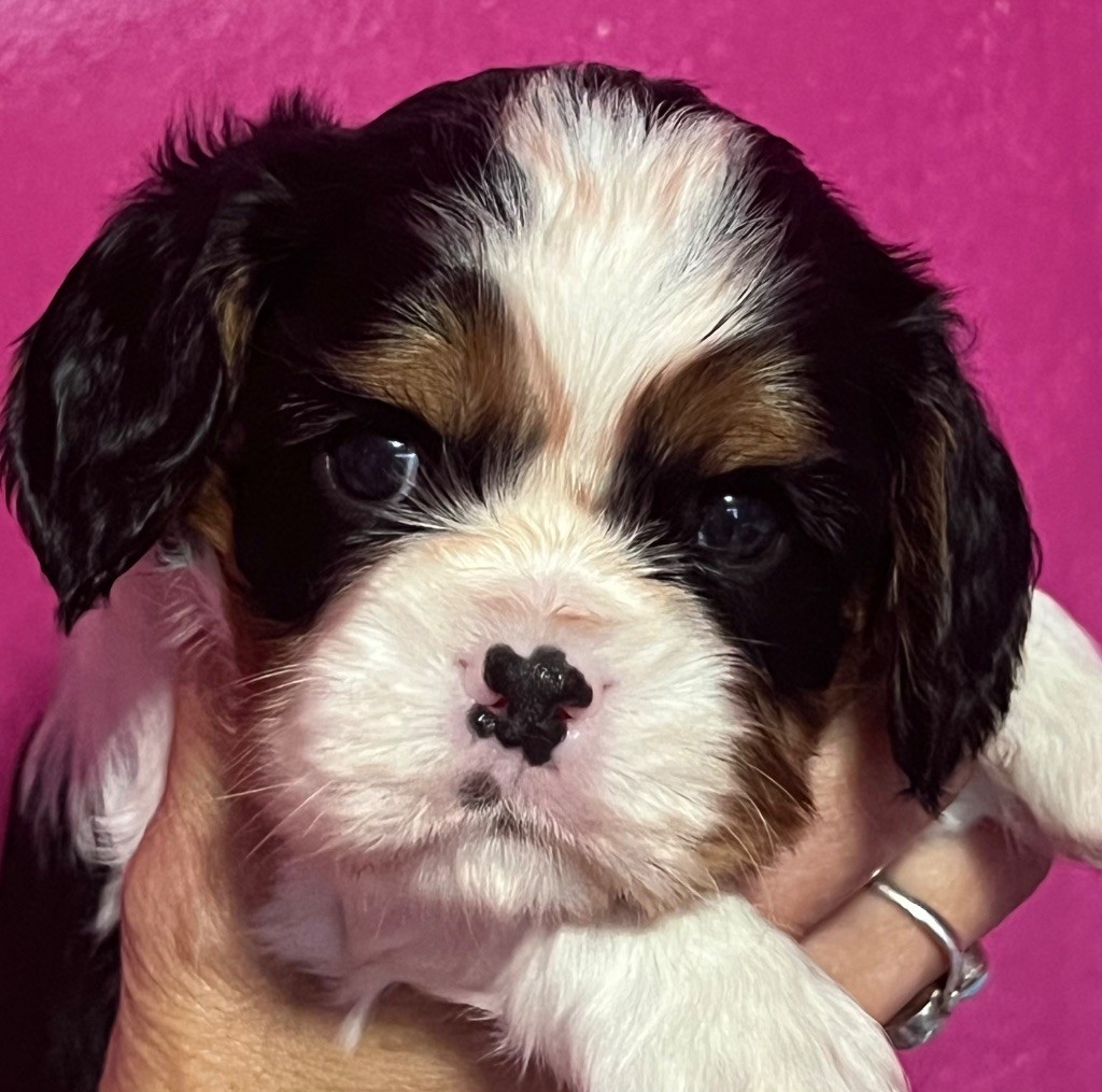 Des p'tits Bizoulous - Chiots disponibles - Cavalier King Charles Spaniel