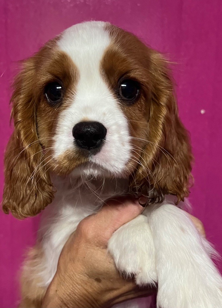 Des p'tits Bizoulous - Chiots disponibles - Cavalier King Charles Spaniel