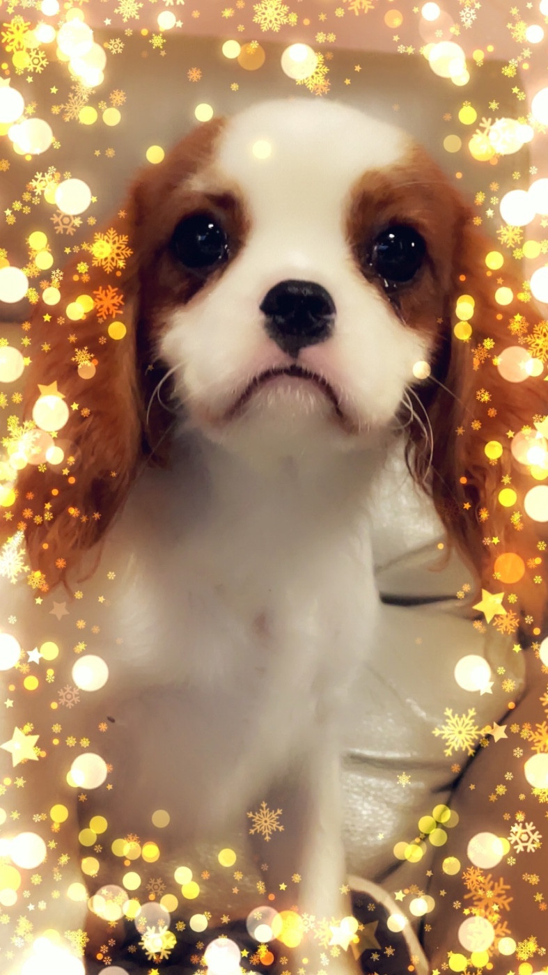 Des p'tits Bizoulous - Chiots disponibles - Cavalier King Charles Spaniel