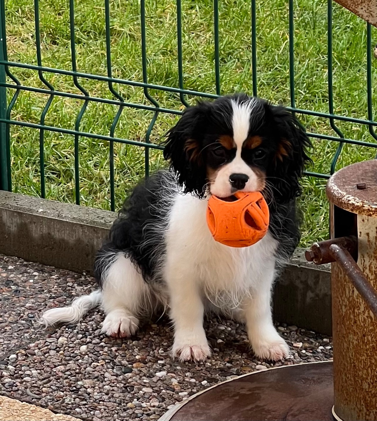 Des p'tits Bizoulous - Chiots disponibles - Cavalier King Charles Spaniel