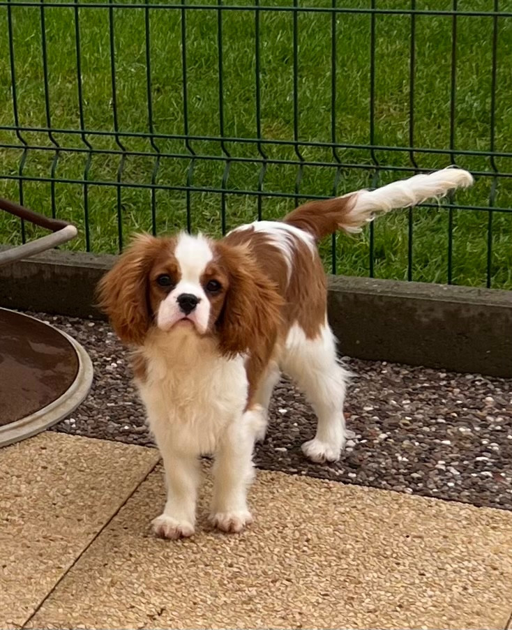 Des p'tits Bizoulous - Chiots disponibles - Cavalier King Charles Spaniel