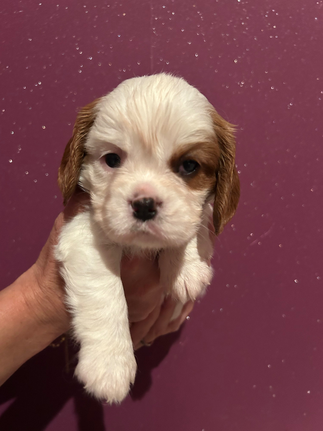 Des p'tits Bizoulous - Chiots disponibles - Cavalier King Charles Spaniel