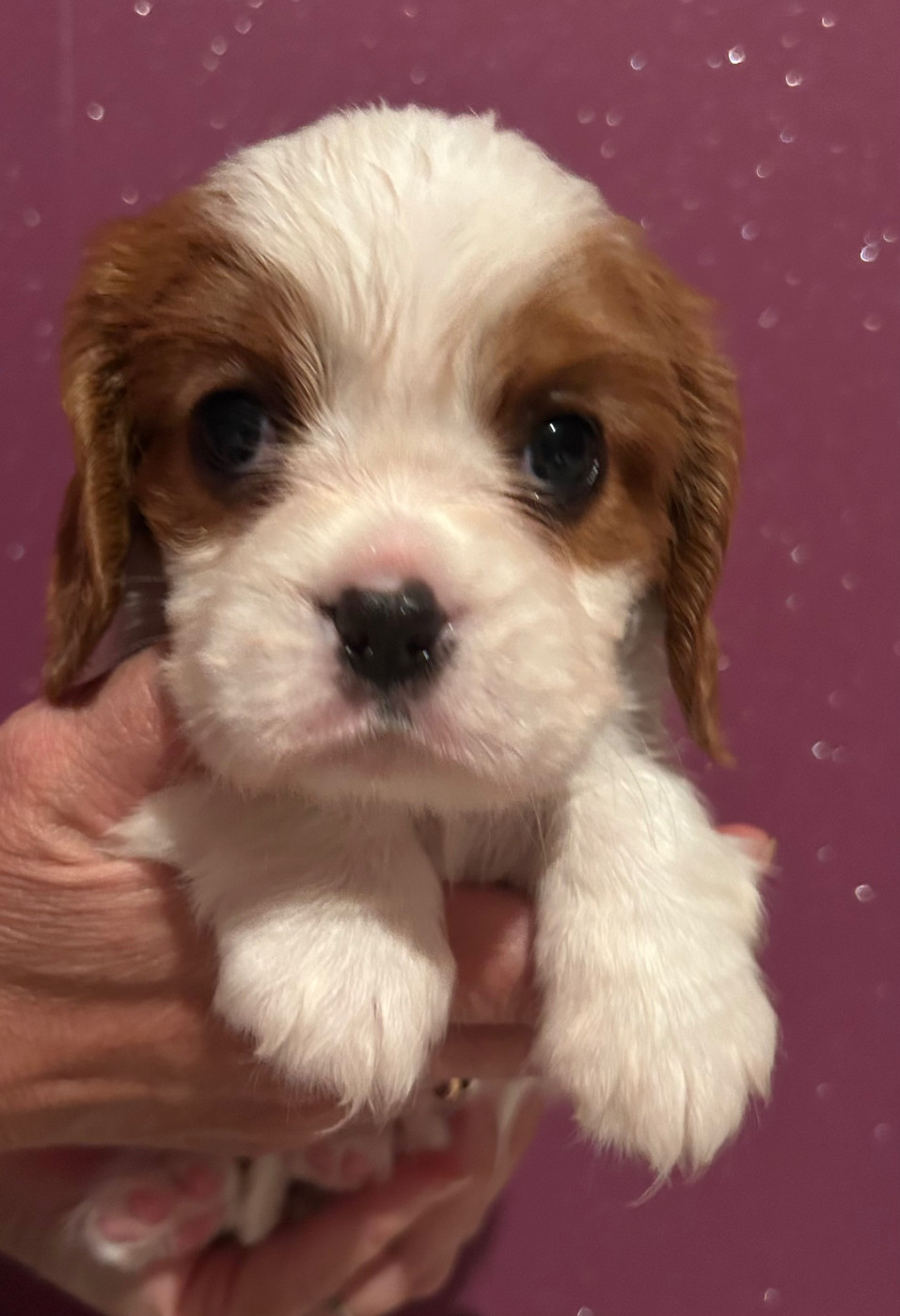 Des p'tits Bizoulous - Chiots disponibles - Cavalier King Charles Spaniel