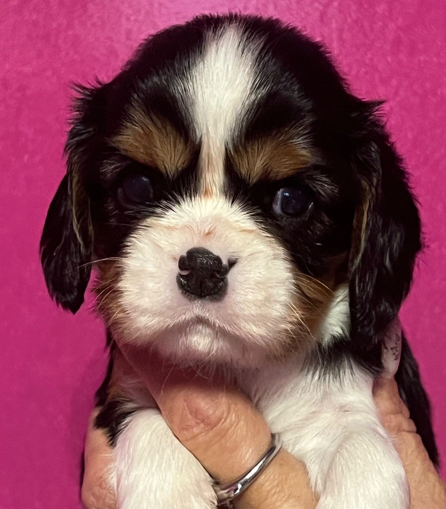 Des p'tits Bizoulous - Chiots disponibles - Cavalier King Charles Spaniel