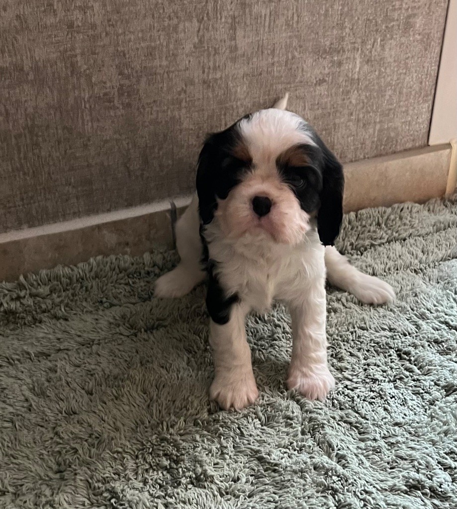 Des p'tits Bizoulous - Chiots disponibles - Cavalier King Charles Spaniel