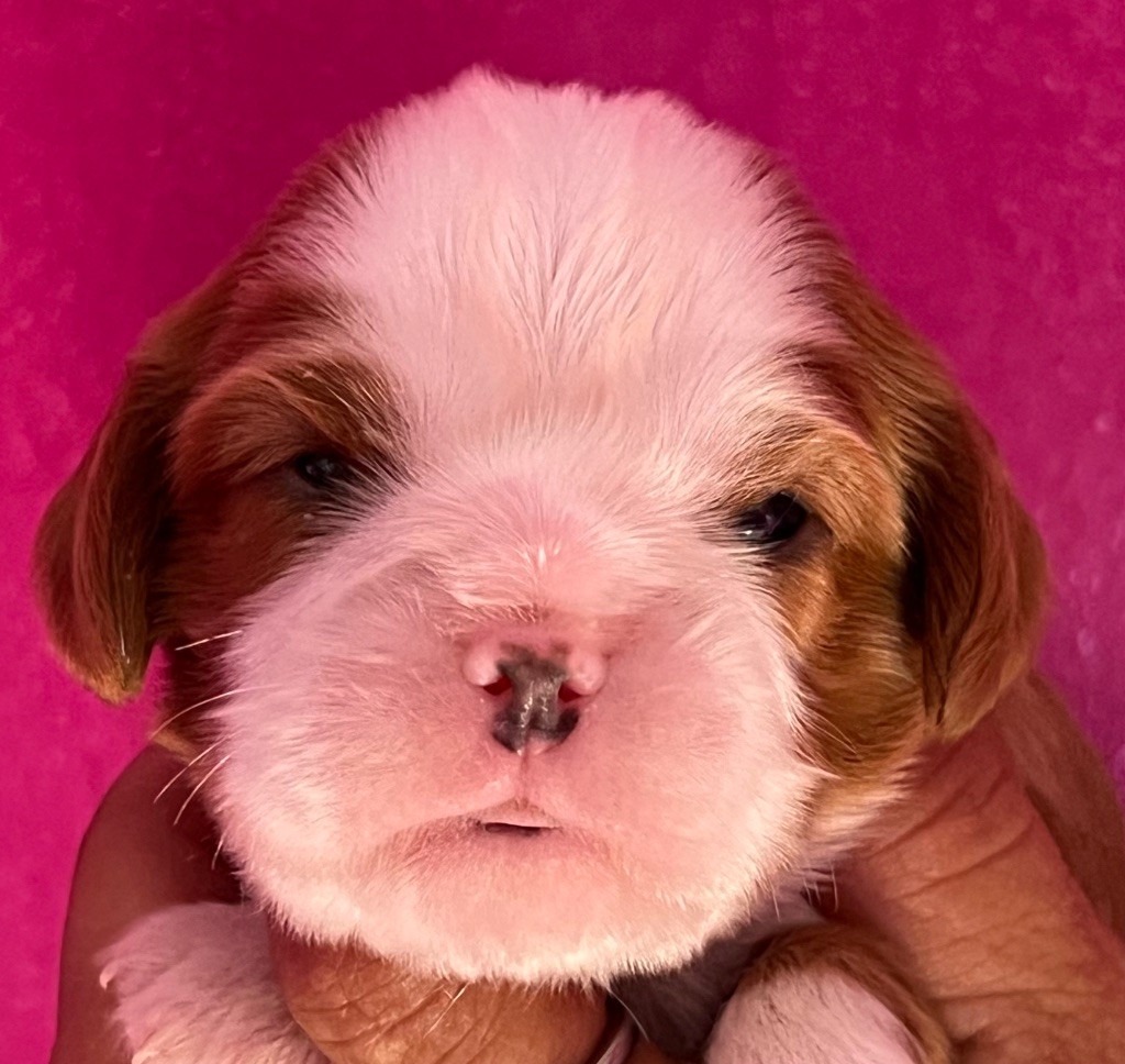 Des p'tits Bizoulous - Chiots disponibles - Cavalier King Charles Spaniel