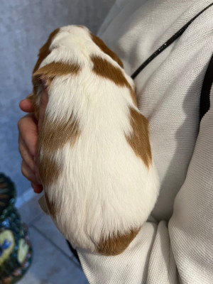 CHIOT 2 blenheim