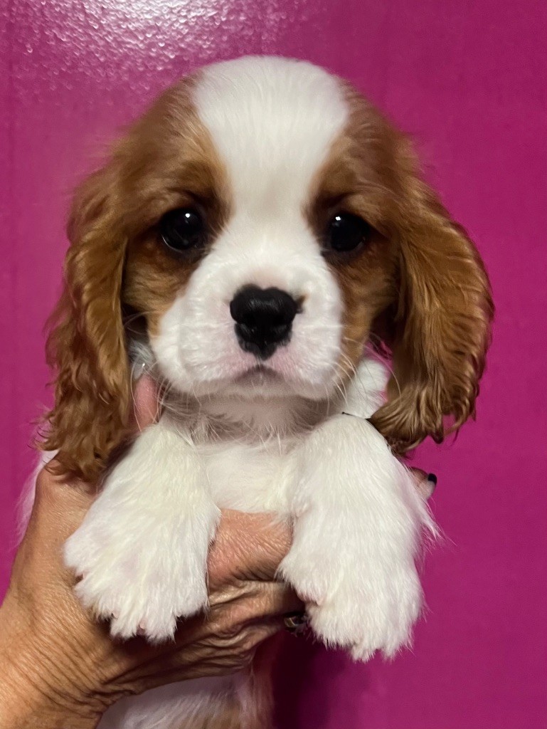 Des p'tits Bizoulous - Chiots disponibles - Cavalier King Charles Spaniel