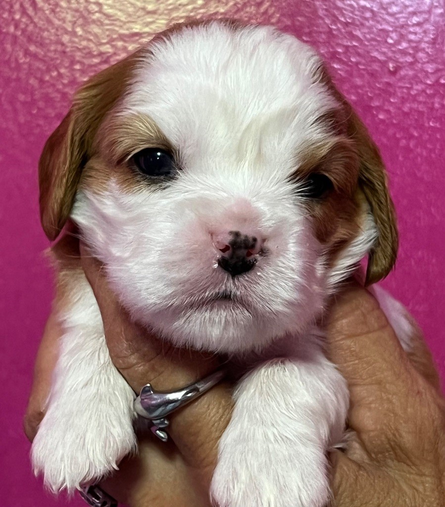 Des p'tits Bizoulous - Chiots disponibles - Cavalier King Charles Spaniel