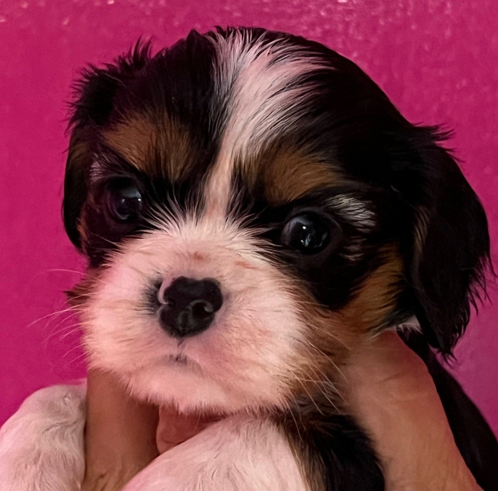 CHIOT TRICOLORE LIZZY