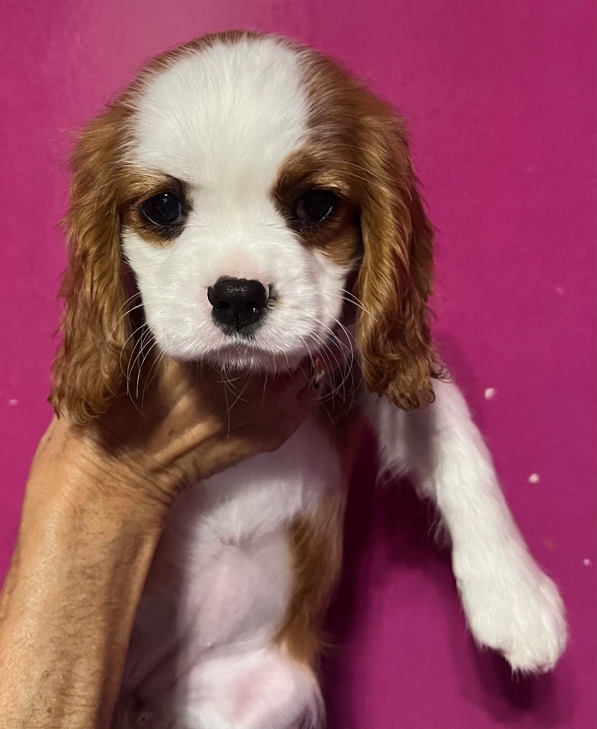 Des p'tits Bizoulous - Chiots disponibles - Cavalier King Charles Spaniel