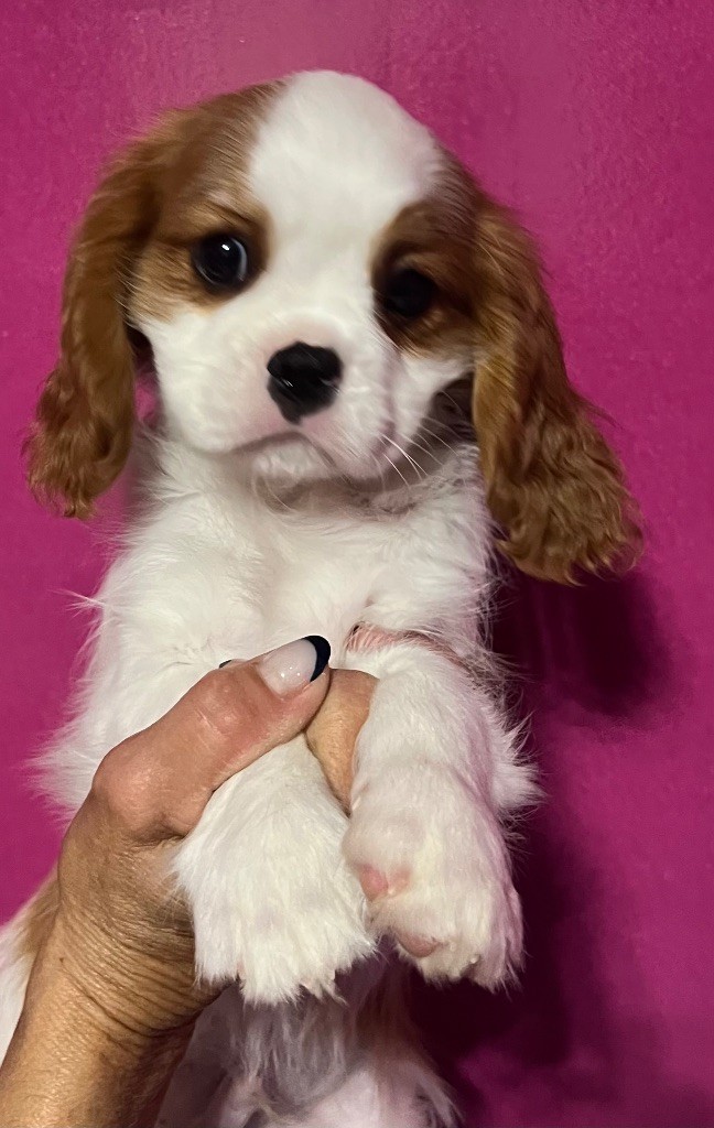 Des p'tits Bizoulous - Chiots disponibles - Cavalier King Charles Spaniel