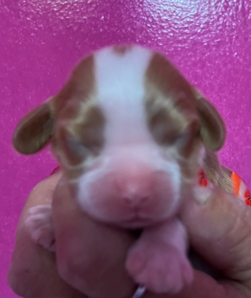 Des p'tits Bizoulous - Chiots disponibles - Cavalier King Charles Spaniel