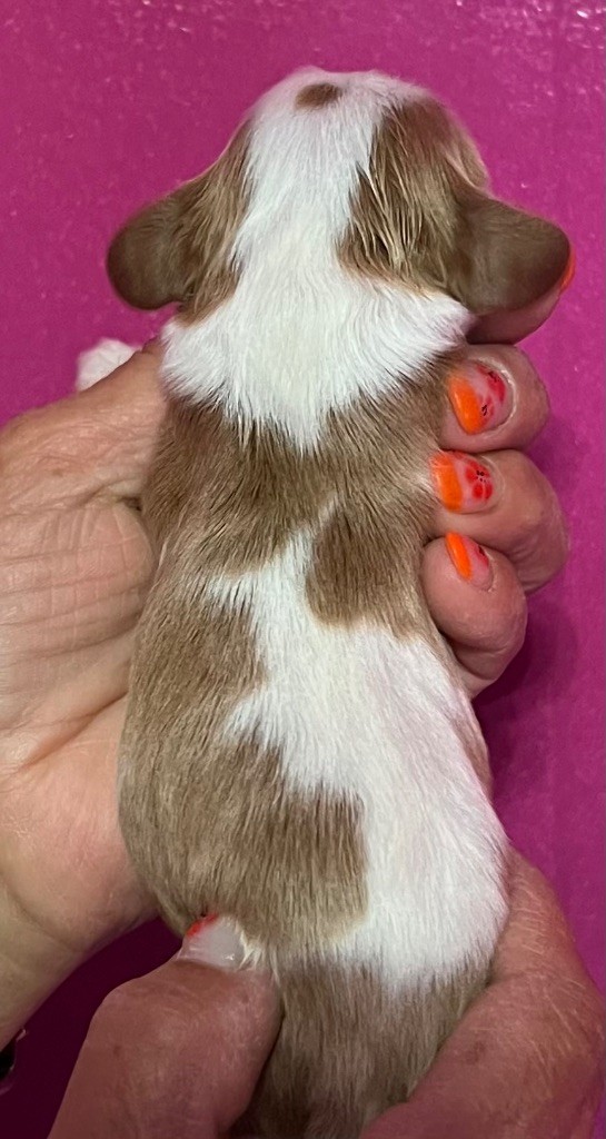 Des p'tits Bizoulous - Cavalier King Charles Spaniel - Portée née le 05/07/2025